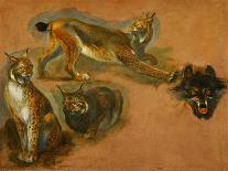 Many of Boels sketches were used in the tapestries woven in Les Gobelins. Studies of a lynx-Pieter Boel-Giclee Print