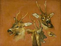 Many of Boels sketches were used in the tapestries woven in Les Gobelins. Stag, lying down.-Pieter Boel-Giclee Print