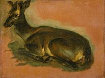 Many of Boels sketches were used in the tapestries woven in Les Gobelins. A lynx; head of a wolf.-Pieter Boel-Giclee Print