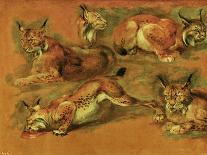 Many of Boels sketches were used in the tapestries woven in Les Gobelins. A lynx; head of a wolf.-Pieter Boel-Giclee Print
