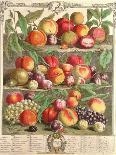 December, from 'Twelve Months of Fruits'-Pieter Casteels-Giclee Print