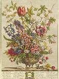 November, from 'Twelve Months of Flowers', 1730-Pieter Casteels-Giclee Print
