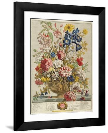 June, from 'Twelve Months of Flowers' by Robert Furber (C.1674