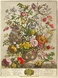 May, from 'twelve Months of Flowers' by Robert Furber (C.1674-1756) Engraved by Henry Fletcher-Pieter Casteels-Giclee Print
