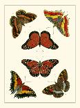 Butterflies I-Pieter Cramer-Framed Art Print