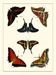 Butterflies I-Pieter Cramer-Framed Art Print