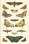Butterflies I-Pieter Cramer-Art Print