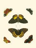 Butterflies I-Pieter Cramer-Stretched Canvas