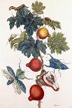 Metamorphosis of Various Insects, 1726-Pieter Sluiter Or Sluyter-Mounted Giclee Print