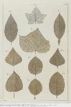 Botanical Deciduous Leaves I-Pieter Tanje-Framed Giclee Print