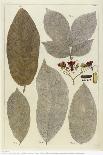 Botanical Deciduous Leaves III-Pieter Tanje-Framed Giclee Print