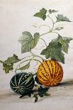 Study of Gourds and Flowers-Pieter Withoos-Mounted Giclee Print