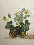 Study of Gourds and Flowers-Pieter Withoos-Mounted Giclee Print