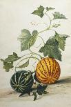 Study of Gourds and Flowers-Pieter Withoos-Laminated Giclee Print