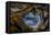 Pietersite from Namibia-Darrell Gulin-Framed Premier Image Canvas