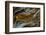 Pietersite from Namibia-Darrell Gulin-Framed Premium Photographic Print