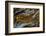 Pietersite from Namibia-Darrell Gulin-Framed Premium Photographic Print