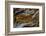 Pietersite from Namibia-Darrell Gulin-Framed Photographic Print