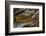 Pietersite from Namibia-Darrell Gulin-Framed Photographic Print