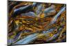 Pietersite from Namibia-Darrell Gulin-Mounted Photographic Print