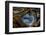 Pietersite from Namibia-Darrell Gulin-Framed Photographic Print