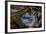 Pietersite from Namibia-Darrell Gulin-Framed Photographic Print