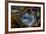 Pietersite from Namibia-Darrell Gulin-Framed Photographic Print