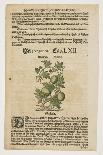 Von Angurien, from Commentarii in Sex Libros Pedacii Dioscoridis, 1544-85 (Hand-Coloured Woodcut)-Pietro Andrea Mattioli-Giclee Print