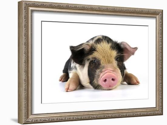 Pig 2 Week Old Kune Kune Piglet-null-Framed Photographic Print