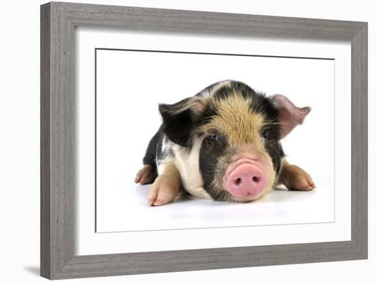 Pig 2 Week Old Kune Kune Piglet-null-Framed Photographic Print