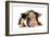 Pig 2 Week Old Kune Kune Piglet-null-Framed Photographic Print