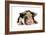 Pig 2 Week Old Kune Kune Piglet-null-Framed Photographic Print