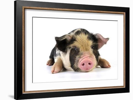 Pig 2 Week Old Kune Kune Piglet-null-Framed Photographic Print