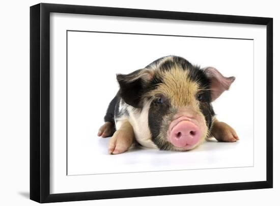 Pig 2 Week Old Kune Kune Piglet-null-Framed Photographic Print