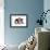 Pig 2 Week Old Kune Kune Piglet-null-Framed Photographic Print displayed on a wall