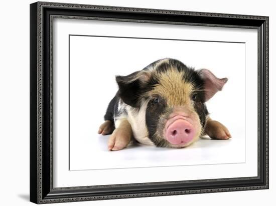 Pig 2 Week Old Kune Kune Piglet-null-Framed Photographic Print