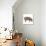 Pig Abstract Circles-Ron Magnes-Premium Giclee Print displayed on a wall
