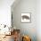 Pig Abstract Circles-Ron Magnes-Framed Premier Image Canvas displayed on a wall