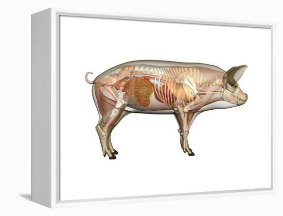 Pig Anatomy, Artwork-Friedrich Saurer-Framed Premier Image Canvas