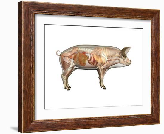 Pig Anatomy, Artwork-Friedrich Saurer-Framed Photographic Print