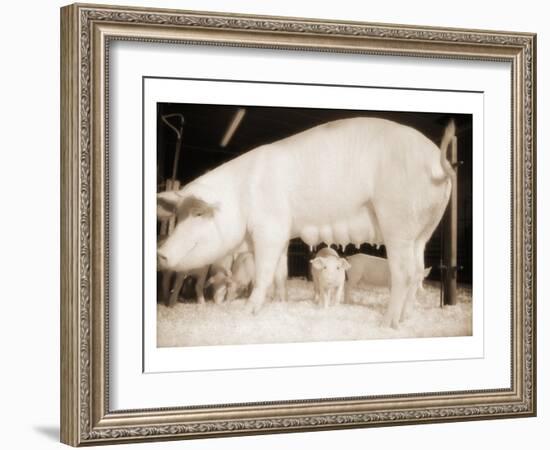 Pig and Five Piglets-Theo Westenberger-Framed Art Print