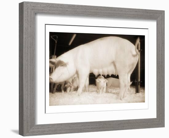 Pig and Five Piglets-Theo Westenberger-Framed Art Print