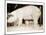 Pig and Five Piglets-Theo Westenberger-Mounted Art Print