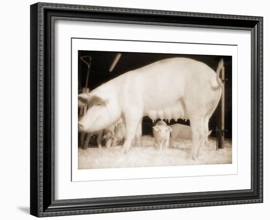 Pig and Five Piglets-Theo Westenberger-Framed Art Print