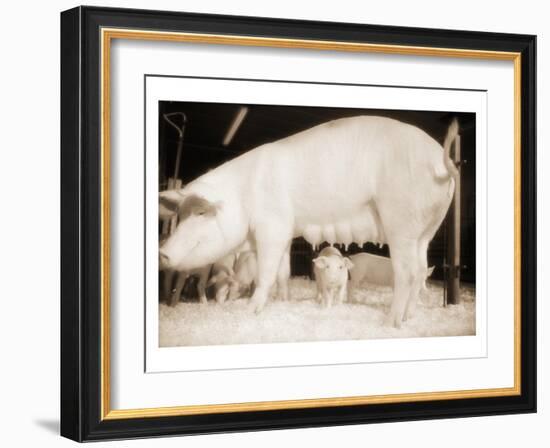 Pig and Five Piglets-Theo Westenberger-Framed Art Print