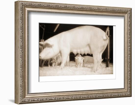 Pig and Five Piglets-Theo Westenberger-Framed Photographic Print