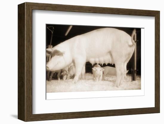 Pig and Five Piglets-Theo Westenberger-Framed Photographic Print