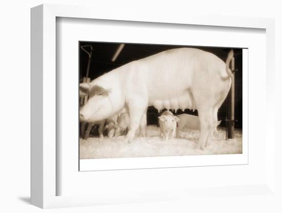 Pig and Five Piglets-Theo Westenberger-Framed Photographic Print