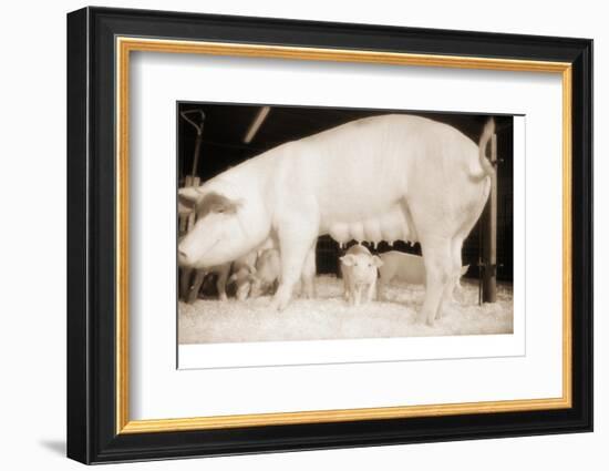 Pig and Five Piglets-Theo Westenberger-Framed Photographic Print