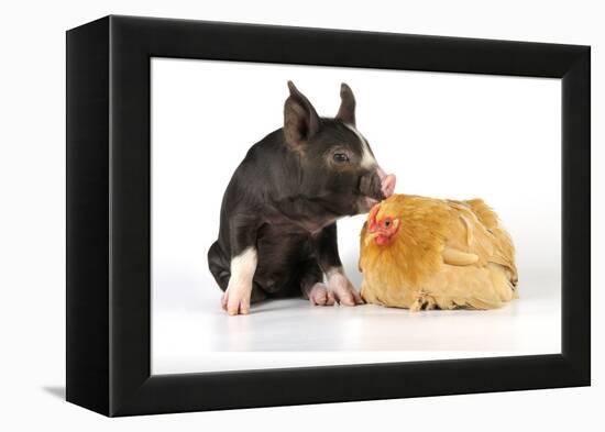 Pig Berkshire Piglet with Chicken-null-Framed Premier Image Canvas